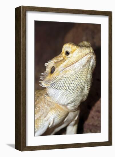 Bearded Dragon-null-Framed Photographic Print