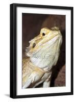 Bearded Dragon-null-Framed Photographic Print