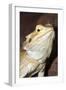 Bearded Dragon-null-Framed Photographic Print