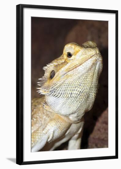 Bearded Dragon-null-Framed Photographic Print