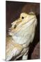 Bearded Dragon-null-Mounted Photographic Print