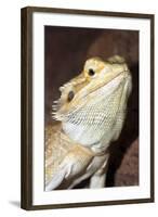 Bearded Dragon-null-Framed Photographic Print