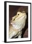 Bearded Dragon-null-Framed Photographic Print