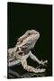 Bearded Dragon-DLILLC-Stretched Canvas