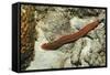 Bearded Fireworm, Hermodice Carunculata, Netherlands Antilles, Bonaire, Caribbean Sea-Reinhard Dirscherl-Framed Stretched Canvas