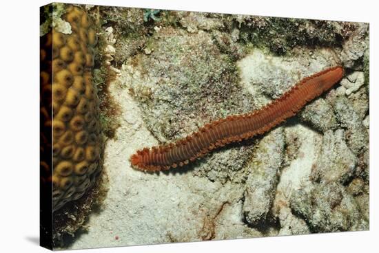 Bearded Fireworm, Hermodice Carunculata, Netherlands Antilles, Bonaire, Caribbean Sea-Reinhard Dirscherl-Stretched Canvas