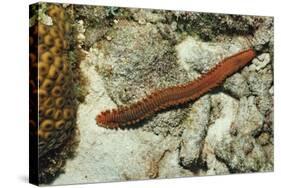 Bearded Fireworm, Hermodice Carunculata, Netherlands Antilles, Bonaire, Caribbean Sea-Reinhard Dirscherl-Stretched Canvas