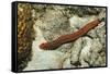 Bearded Fireworm, Hermodice Carunculata, Netherlands Antilles, Bonaire, Caribbean Sea-Reinhard Dirscherl-Framed Stretched Canvas