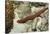 Bearded Fireworm, Hermodice Carunculata, Netherlands Antilles, Bonaire, Caribbean Sea-Reinhard Dirscherl-Stretched Canvas