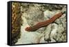 Bearded Fireworm, Hermodice Carunculata, Netherlands Antilles, Bonaire, Caribbean Sea-Reinhard Dirscherl-Framed Stretched Canvas