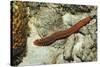 Bearded Fireworm, Hermodice Carunculata, Netherlands Antilles, Bonaire, Caribbean Sea-Reinhard Dirscherl-Stretched Canvas