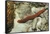 Bearded Fireworm, Hermodice Carunculata, Netherlands Antilles, Bonaire, Caribbean Sea-Reinhard Dirscherl-Framed Stretched Canvas