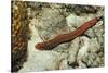 Bearded Fireworm, Hermodice Carunculata, Netherlands Antilles, Bonaire, Caribbean Sea-Reinhard Dirscherl-Stretched Canvas