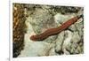 Bearded Fireworm, Hermodice Carunculata, Netherlands Antilles, Bonaire, Caribbean Sea-Reinhard Dirscherl-Framed Photographic Print