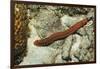 Bearded Fireworm, Hermodice Carunculata, Netherlands Antilles, Bonaire, Caribbean Sea-Reinhard Dirscherl-Framed Photographic Print