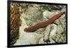 Bearded Fireworm, Hermodice Carunculata, Netherlands Antilles, Bonaire, Caribbean Sea-Reinhard Dirscherl-Framed Photographic Print