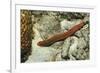 Bearded Fireworm, Hermodice Carunculata, Netherlands Antilles, Bonaire, Caribbean Sea-Reinhard Dirscherl-Framed Photographic Print