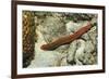 Bearded Fireworm, Hermodice Carunculata, Netherlands Antilles, Bonaire, Caribbean Sea-Reinhard Dirscherl-Framed Photographic Print
