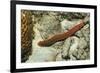 Bearded Fireworm, Hermodice Carunculata, Netherlands Antilles, Bonaire, Caribbean Sea-Reinhard Dirscherl-Framed Photographic Print