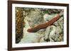 Bearded Fireworm, Hermodice Carunculata, Netherlands Antilles, Bonaire, Caribbean Sea-Reinhard Dirscherl-Framed Photographic Print