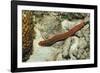 Bearded Fireworm, Hermodice Carunculata, Netherlands Antilles, Bonaire, Caribbean Sea-Reinhard Dirscherl-Framed Photographic Print