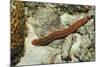 Bearded Fireworm, Hermodice Carunculata, Netherlands Antilles, Bonaire, Caribbean Sea-Reinhard Dirscherl-Mounted Photographic Print