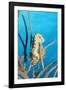 Bearded Fireworm, Hermodice Carunculata, Netherlands Antilles, Bonaire, Caribbean Sea-Reinhard Dirscherl-Framed Photographic Print