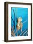 Bearded Fireworm, Hermodice Carunculata, Netherlands Antilles, Bonaire, Caribbean Sea-Reinhard Dirscherl-Framed Photographic Print