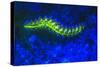 Bearded Fireworm Underwater Fluorescence, West Palm Beach, Florida, USA-Stuart Westmorland-Stretched Canvas