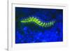 Bearded Fireworm Underwater Fluorescence, West Palm Beach, Florida, USA-Stuart Westmorland-Framed Photographic Print