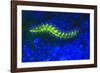 Bearded Fireworm Underwater Fluorescence, West Palm Beach, Florida, USA-Stuart Westmorland-Framed Photographic Print