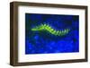 Bearded Fireworm Underwater Fluorescence, West Palm Beach, Florida, USA-Stuart Westmorland-Framed Photographic Print