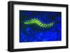 Bearded Fireworm Underwater Fluorescence, West Palm Beach, Florida, USA-Stuart Westmorland-Framed Photographic Print