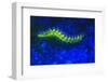 Bearded Fireworm Underwater Fluorescence, West Palm Beach, Florida, USA-Stuart Westmorland-Framed Photographic Print