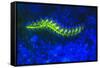 Bearded Fireworm Underwater Fluorescence, West Palm Beach, Florida, USA-Stuart Westmorland-Framed Stretched Canvas