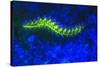 Bearded Fireworm Underwater Fluorescence, West Palm Beach, Florida, USA-Stuart Westmorland-Stretched Canvas