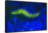 Bearded Fireworm Underwater Fluorescence, West Palm Beach, Florida, USA-Stuart Westmorland-Framed Stretched Canvas
