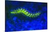 Bearded Fireworm Underwater Fluorescence, West Palm Beach, Florida, USA-Stuart Westmorland-Stretched Canvas