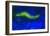 Bearded Fireworm Underwater Fluorescence, West Palm Beach, Florida, USA-Stuart Westmorland-Framed Photographic Print