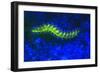 Bearded Fireworm Underwater Fluorescence, West Palm Beach, Florida, USA-Stuart Westmorland-Framed Photographic Print