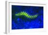 Bearded Fireworm Underwater Fluorescence, West Palm Beach, Florida, USA-Stuart Westmorland-Framed Photographic Print