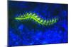 Bearded Fireworm Underwater Fluorescence, West Palm Beach, Florida, USA-Stuart Westmorland-Mounted Photographic Print