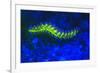 Bearded Fireworm Underwater Fluorescence, West Palm Beach, Florida, USA-Stuart Westmorland-Framed Premium Photographic Print