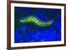 Bearded Fireworm Underwater Fluorescence, West Palm Beach, Florida, USA-Stuart Westmorland-Framed Premium Photographic Print