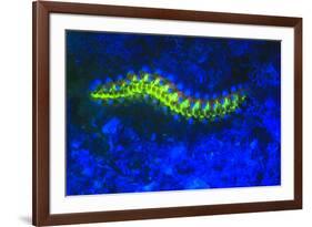 Bearded Fireworm Underwater Fluorescence, West Palm Beach, Florida, USA-Stuart Westmorland-Framed Premium Photographic Print