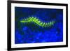 Bearded Fireworm Underwater Fluorescence, West Palm Beach, Florida, USA-Stuart Westmorland-Framed Premium Photographic Print