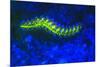 Bearded Fireworm Underwater Fluorescence, West Palm Beach, Florida, USA-Stuart Westmorland-Mounted Premium Photographic Print