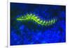 Bearded Fireworm Underwater Fluorescence, West Palm Beach, Florida, USA-Stuart Westmorland-Framed Photographic Print