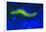 Bearded Fireworm Underwater Fluorescence, West Palm Beach, Florida, USA-Stuart Westmorland-Framed Photographic Print