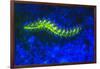 Bearded Fireworm Underwater Fluorescence, West Palm Beach, Florida, USA-Stuart Westmorland-Framed Photographic Print